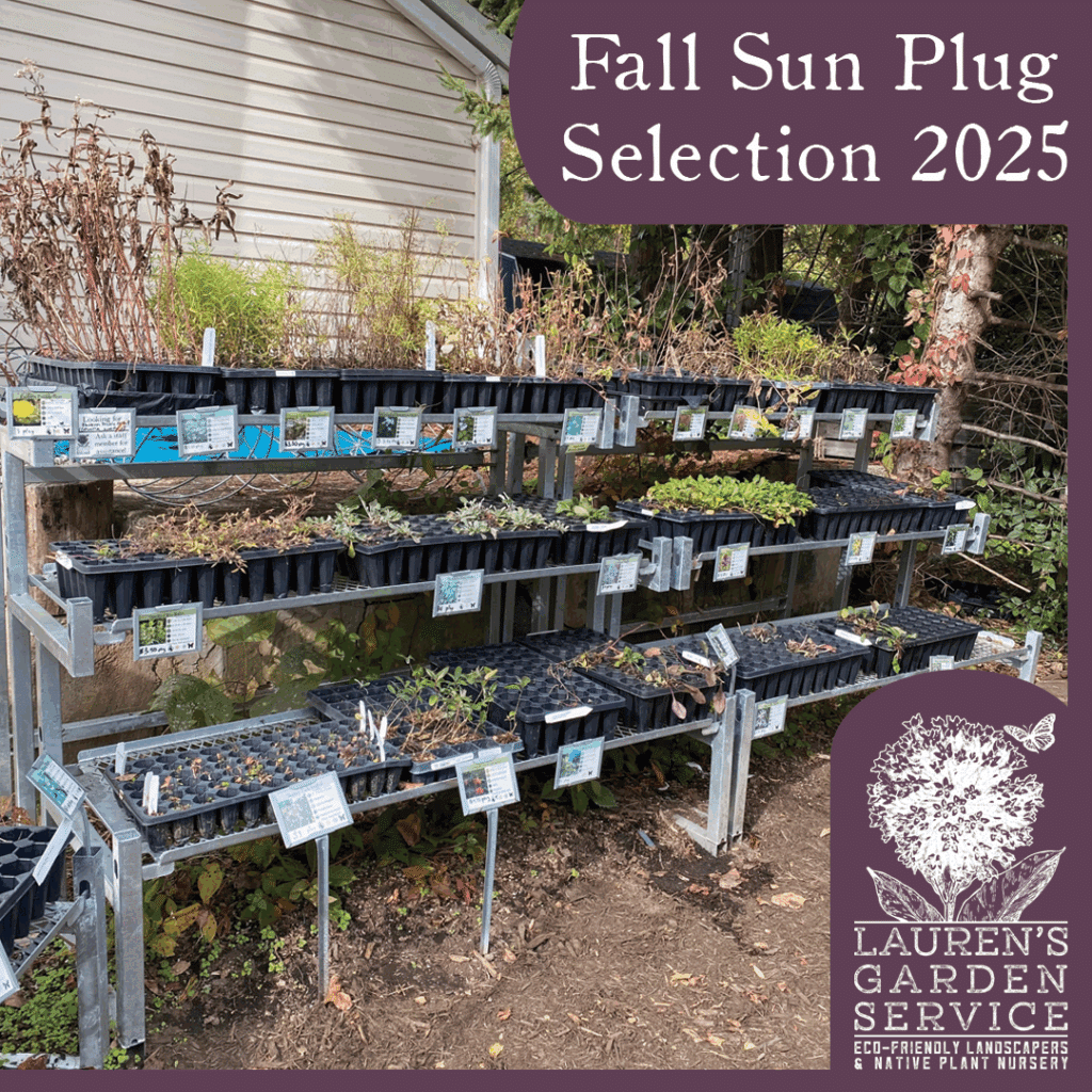 Fall Plug Selection 2025