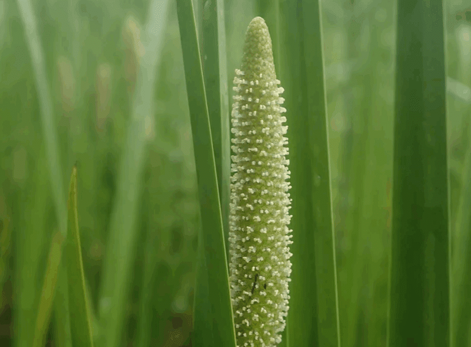 Maryland Native Plants: Acorus americanus – American Sweet Flag