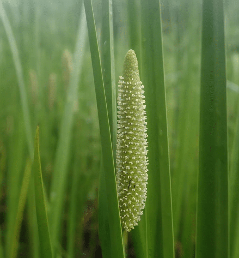 Acorus americanus Acorus americanus