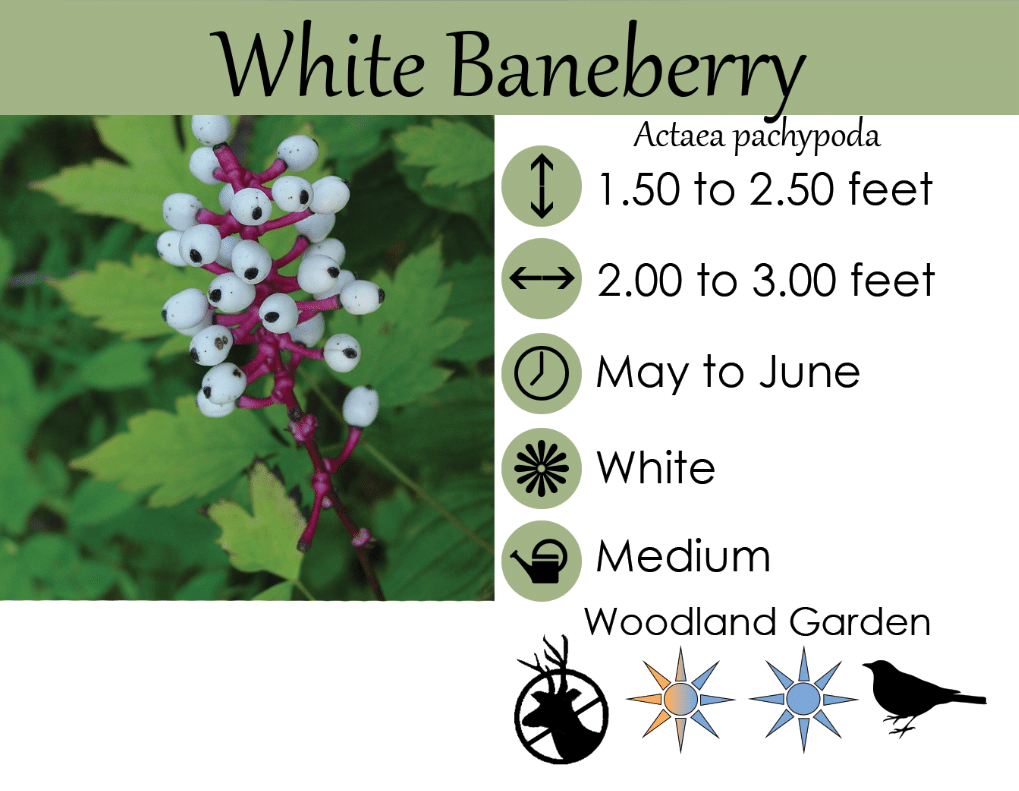 thumbnail image 2 of 5 Doll's Eye Baneberry / White Cohosh Native Wildflower Bulbs Perennial Spring Blooms 2 of 6