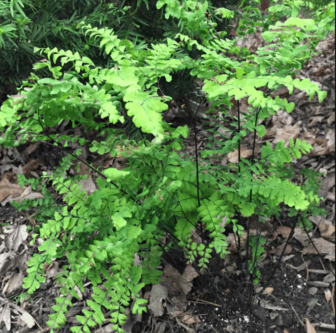 Maryland Native Plants: Adiantum pedatum – Maidenhair Fern