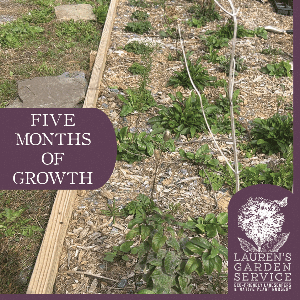 five months of growth five months of growth