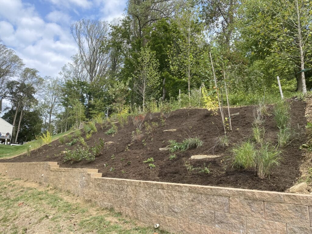 Completed slope after planting and mulching Steep slope with retaining wall after planting and mulching.