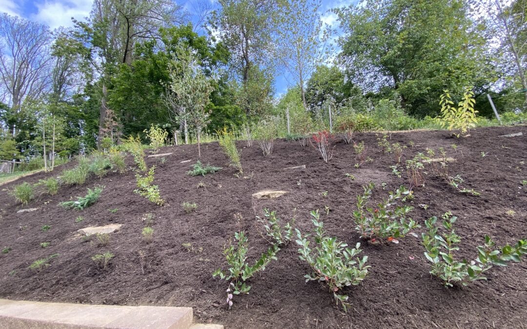 Native Plant Garden for Erosion Control in Ellicott City, MD