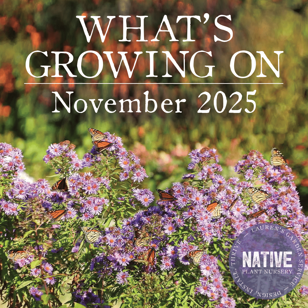 Whats Growing On Whats Growing On