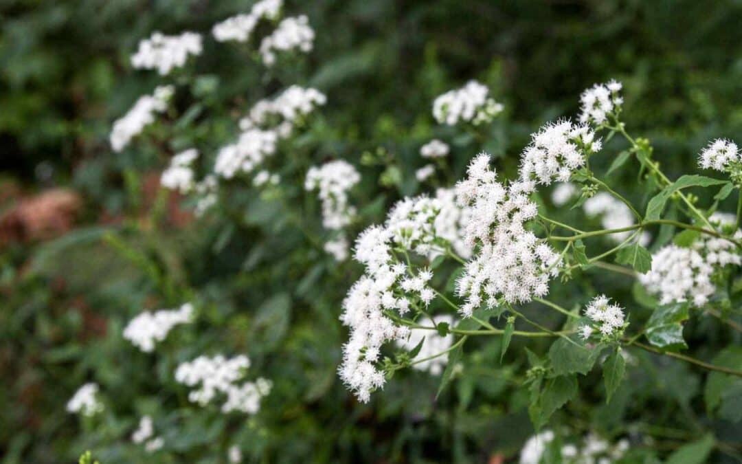 Maryland Native Plants: Ageratina altissima – White Snakeroot