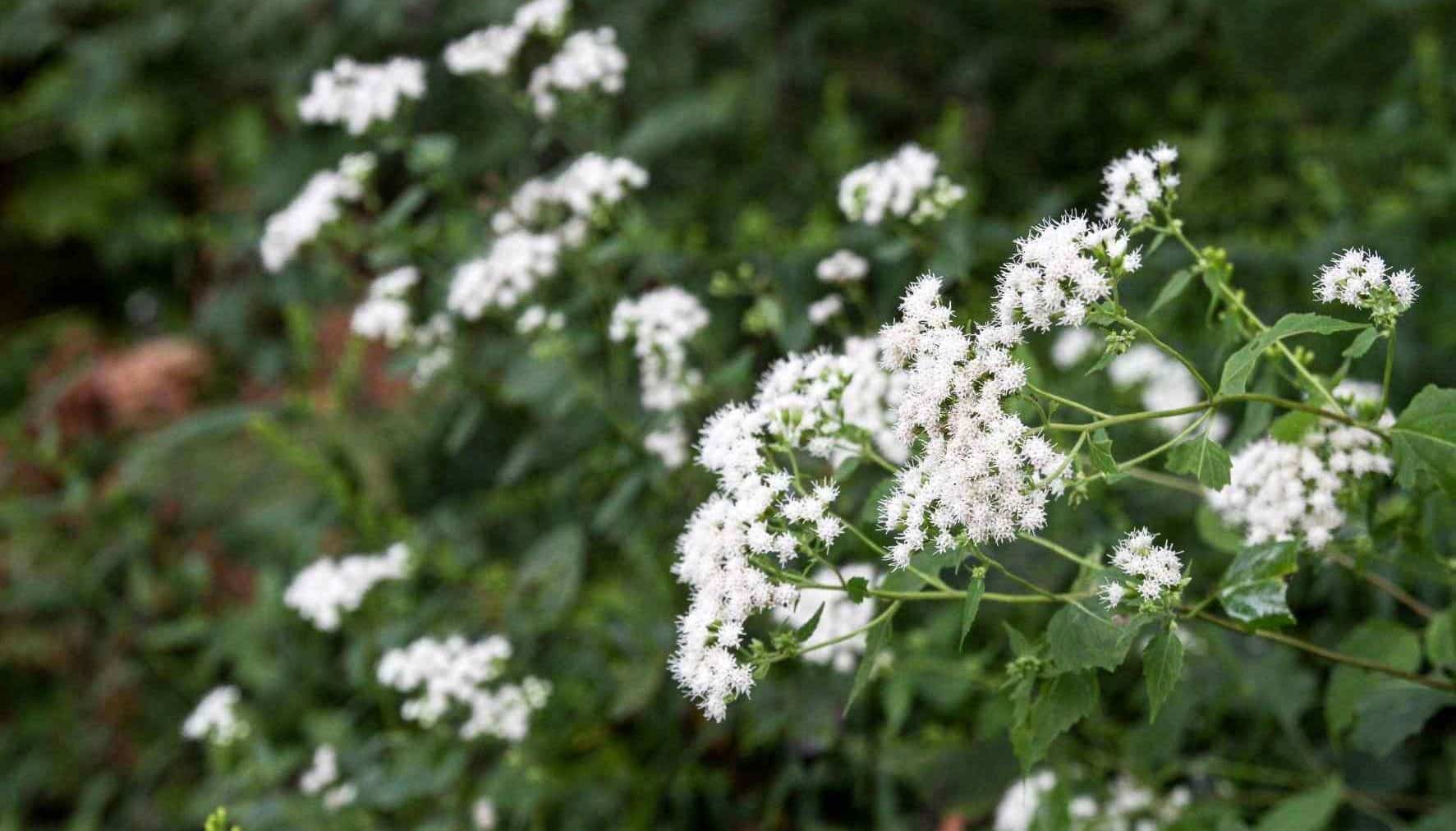 Ageratina altissima Mt. Cuba Ageratina altissima Mt. Cuba