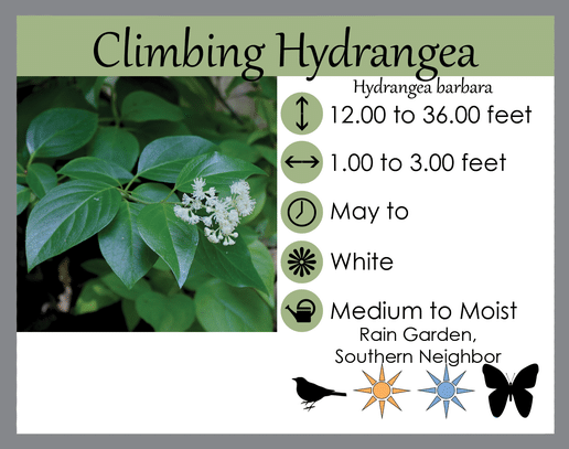 Hydrangea barbara Climbing Hydrangea LGS Tag Hydrangea barbara Climbing Hydrangea LGS Tag