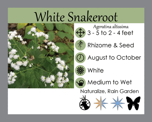 Snakeroot LGS Tag Snakeroot LGS Tag