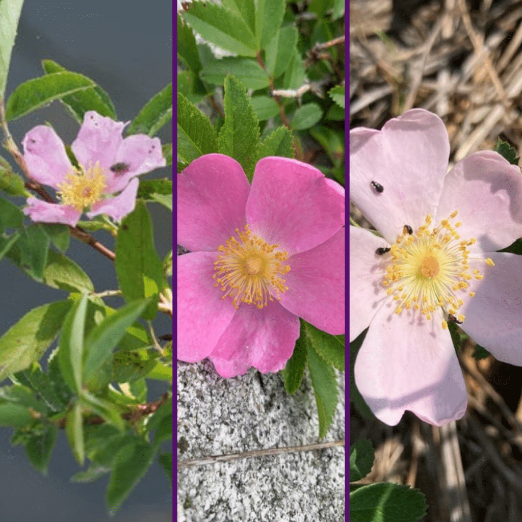 Maryland Native Keystone Plants - Swamp, Virginia, and Carolina Rose