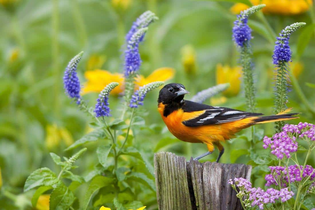 gardening for birds ft oriole Adobe Stock image