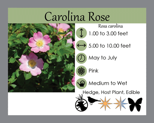 rosa carolina lgs tag rosa carolina lgs tag