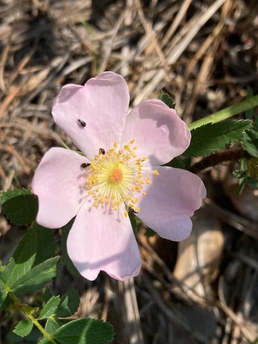 rosa carolina rosa carolina