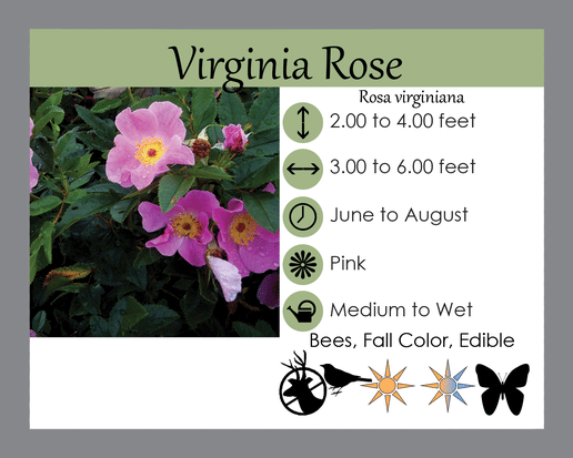 rosa virginana lgs tag rosa virginana lgs tag