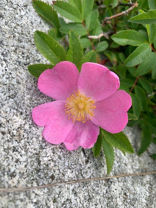 rosa virginiana rosa virginiana