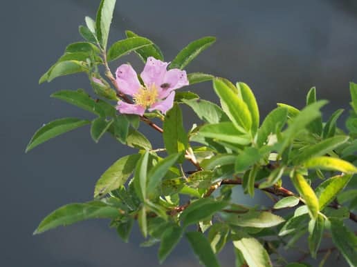 swamp rose swamp rose