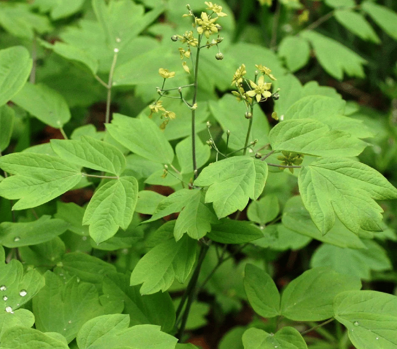 Blue Cohosh Blue Cohosh