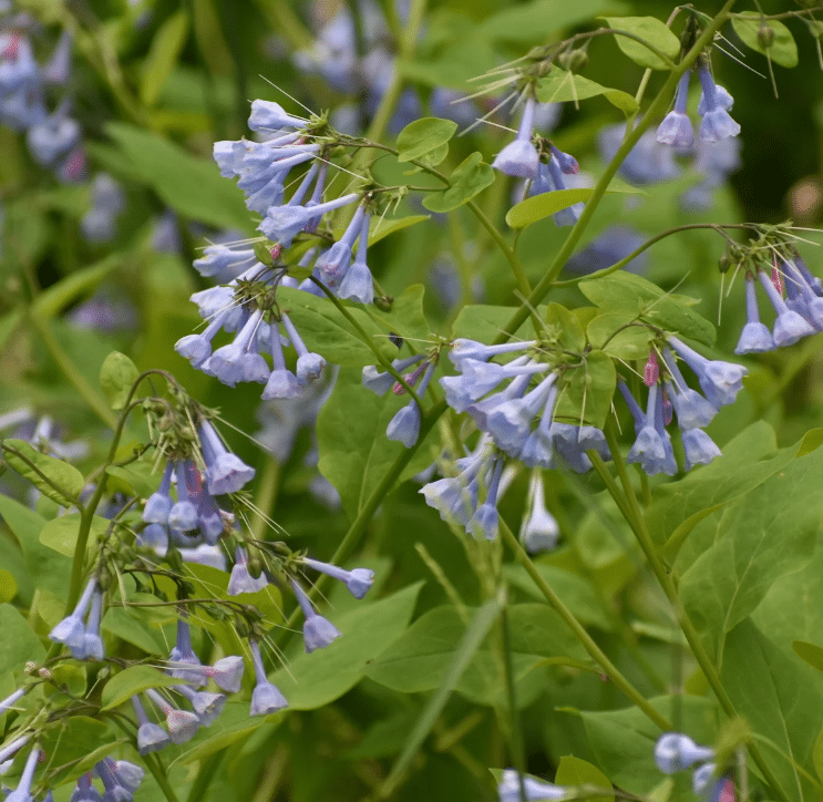 Bluebells Bluebells