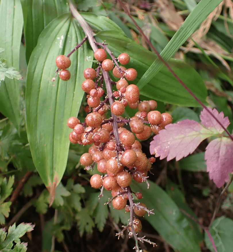 False Solomon's Seal False Solomon's Seal