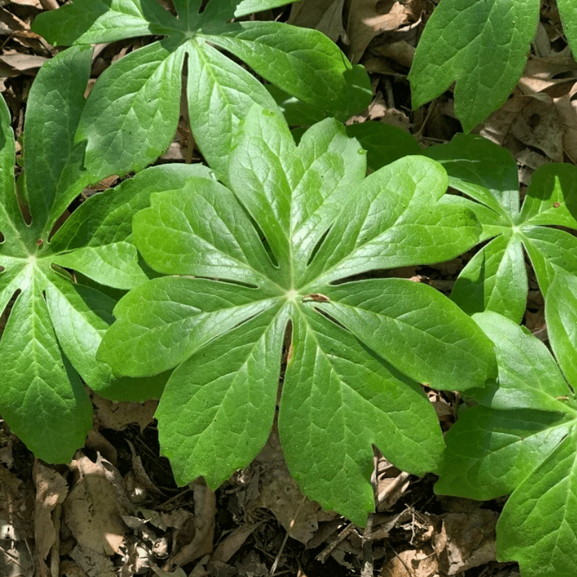 Mayapple Mayapple