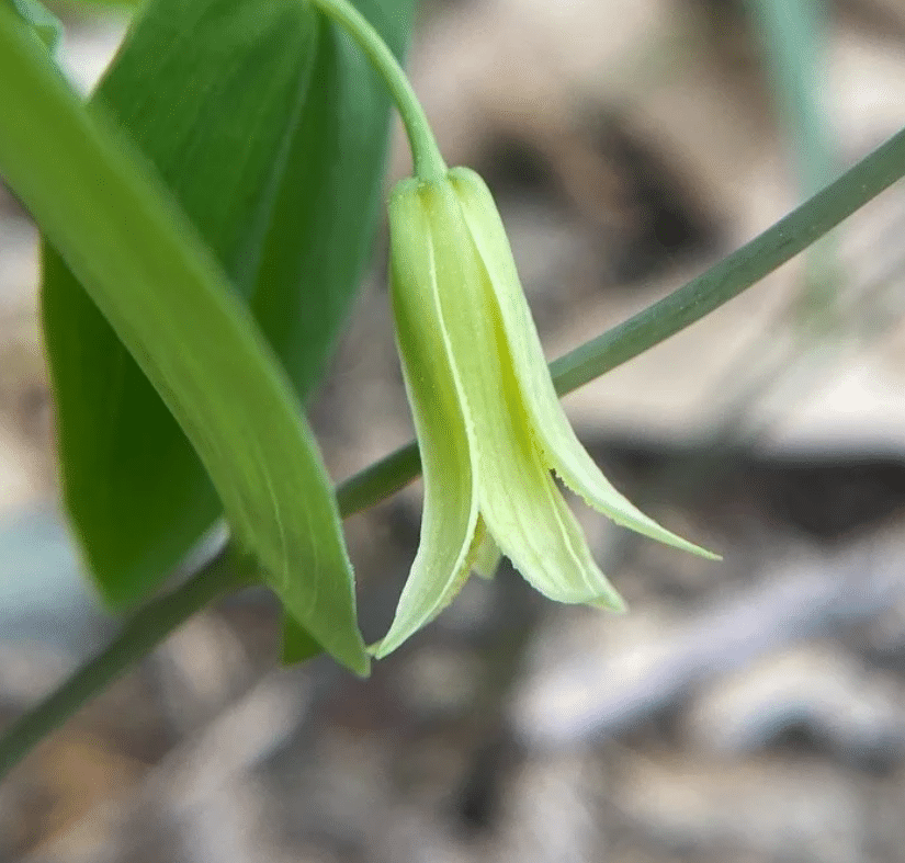 Perfoliate Bellwort Perfoliate Bellwort