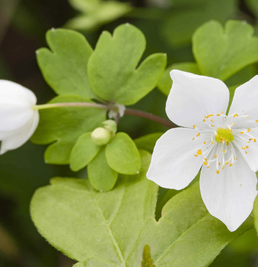 Rue Anemone Rue Anemone