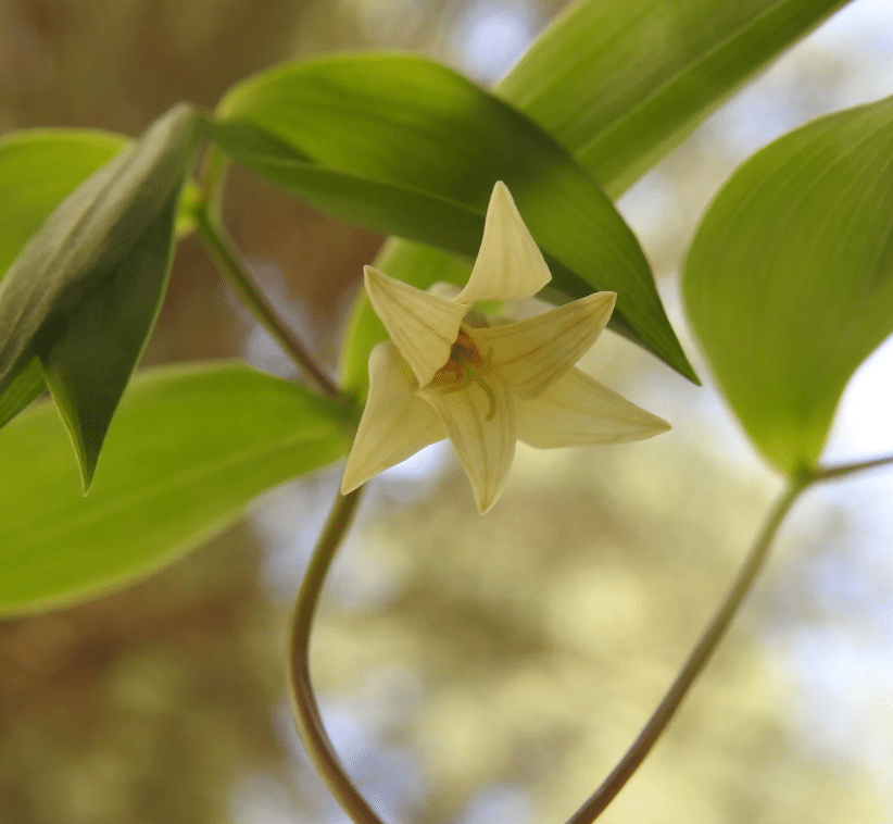Sessile Bellwort Sessile Bellwort
