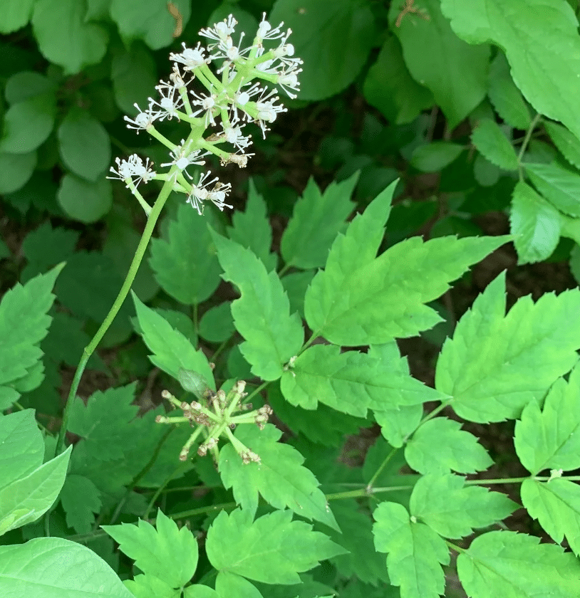White Baneberry White Baneberry