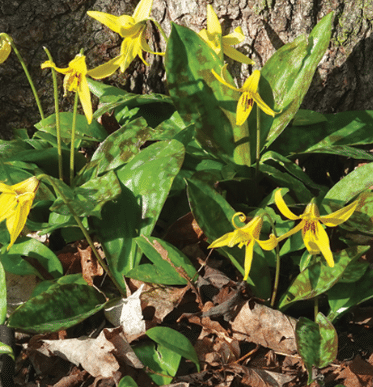Yellow Trout Lily Yellow Trout Lily