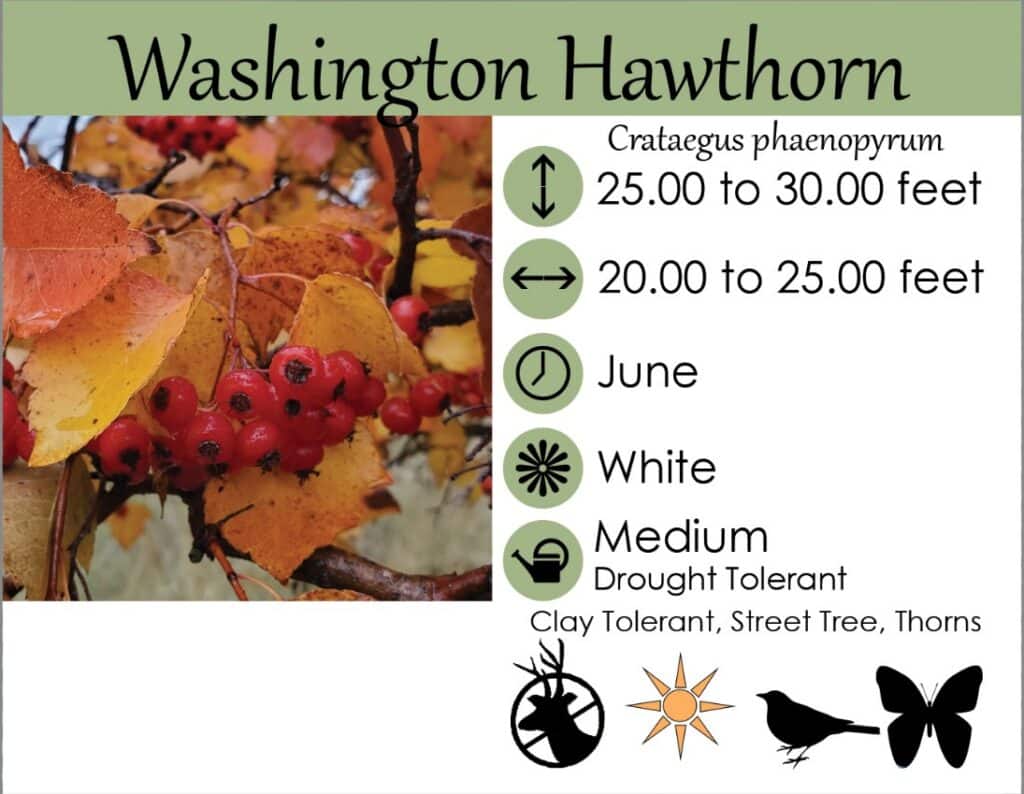 hawthorn lgs tag Washington Hawthorn information tag