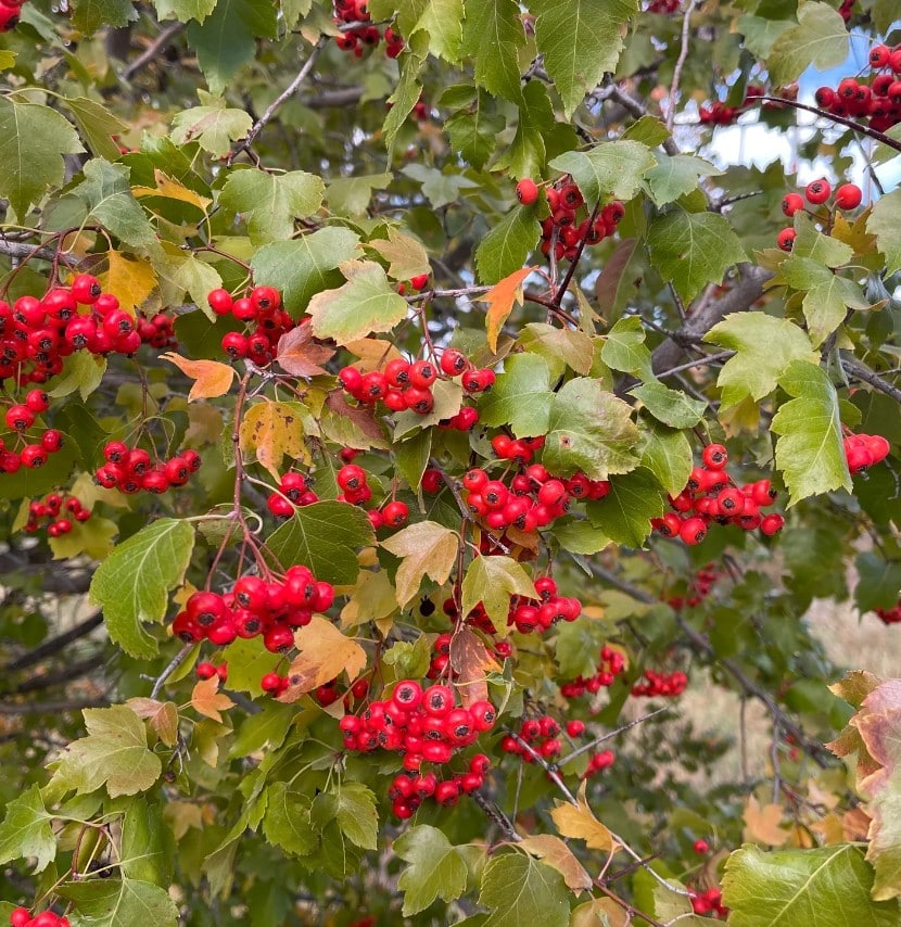 hawthorn hawthorn berries and foliage