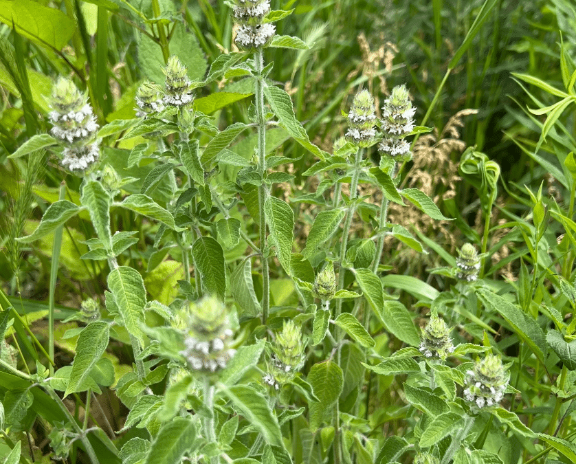 Maryland Native Plants: Downy Wood Mint – Blephilia ciliata
