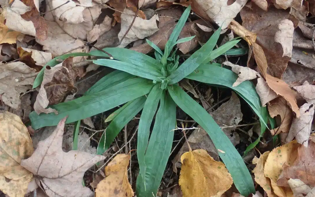 Maryland Native Plants: Carex platyphylla – Broad-leaved Sedge