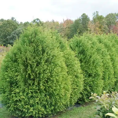 Arborvitae 'Cheer Drops' Cheer Drops in row