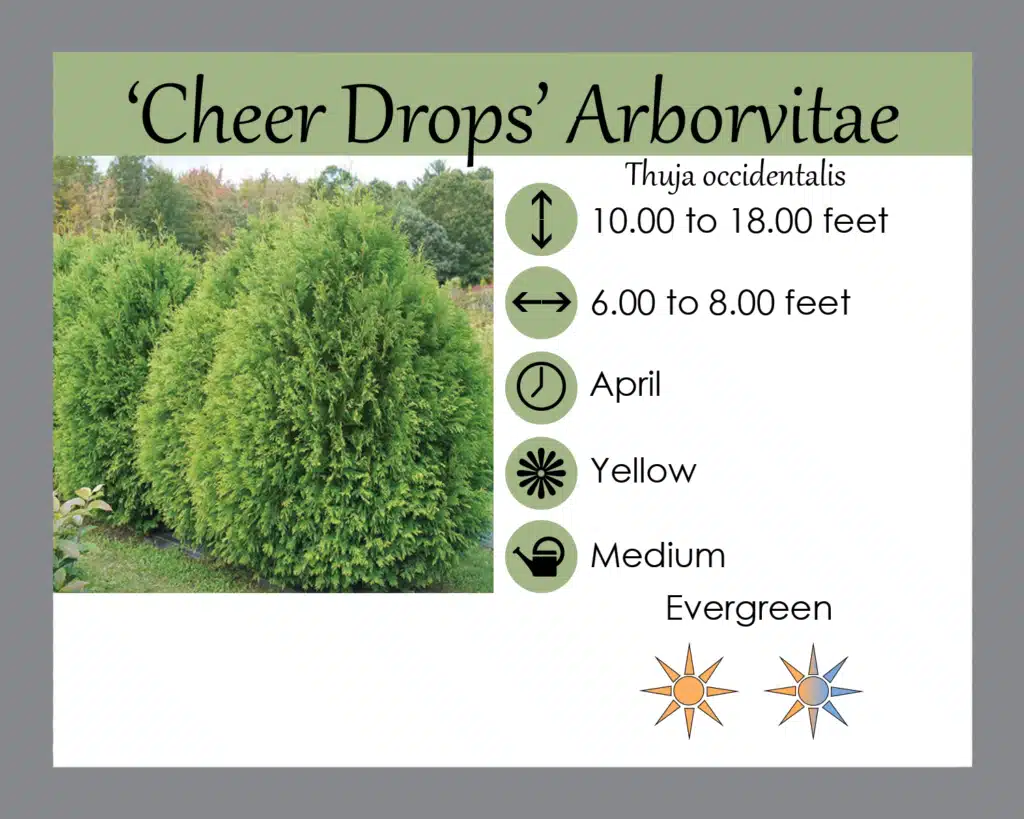 Cheer dRops