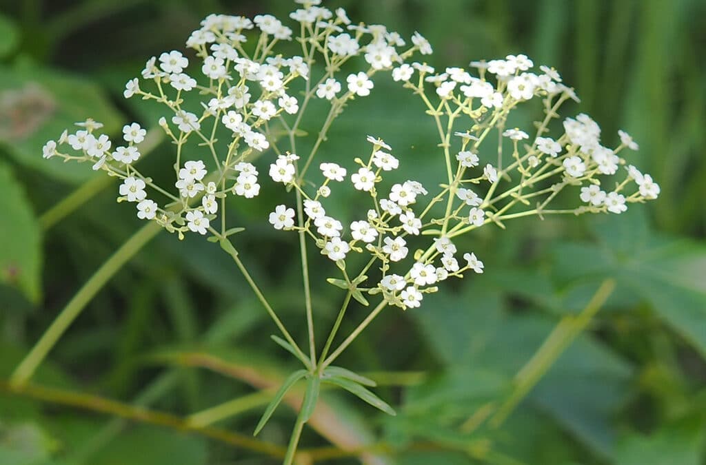 Maryland Native Plants: Euphorbia corollata – Flowering Spurge