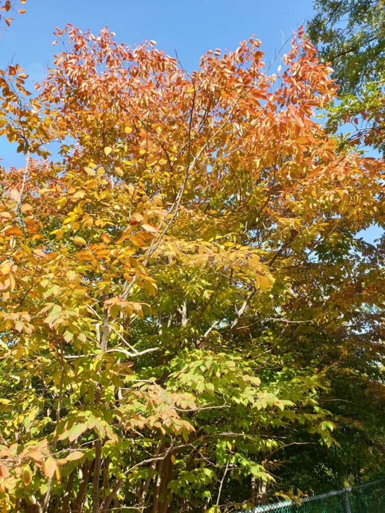 Hornbeam fall foliage Hornbeam fall foliage