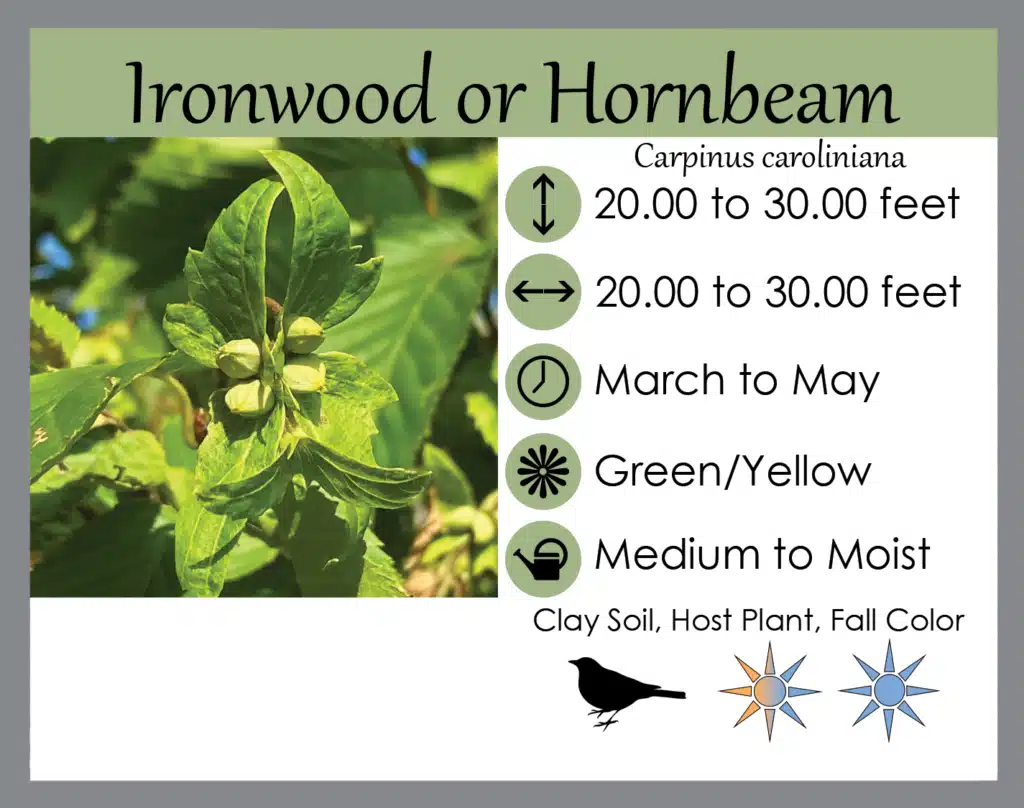 Ironwood Ironwood