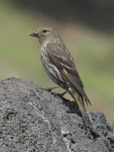 Pine Siskin Pine Siskin