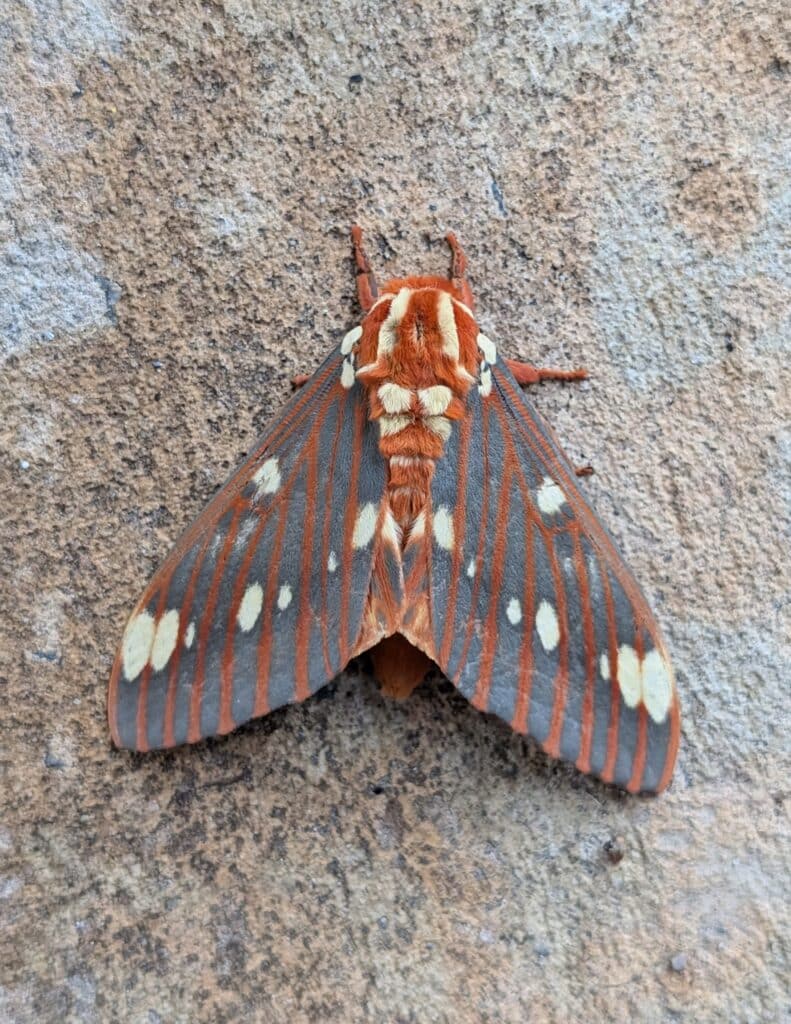 Regal Moth Regal Moth