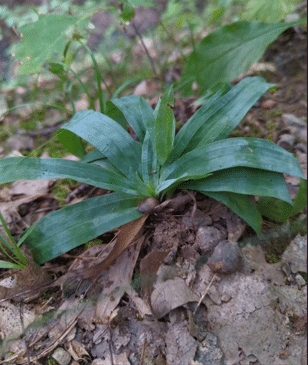 Carex platyphylla Carex platyphylla