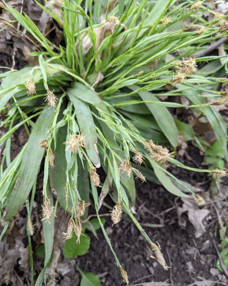 Carex platyphylla with blooms Carex platyphylla with blooms