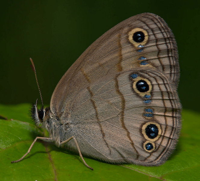 Wood Satyr Butterfly Wood Satyr Butterfly