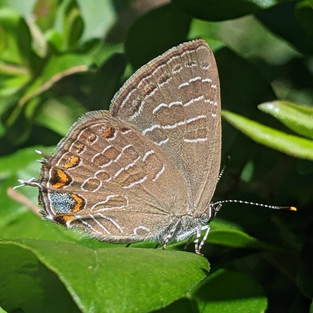Striped Hairstreak Striped Hairstreak