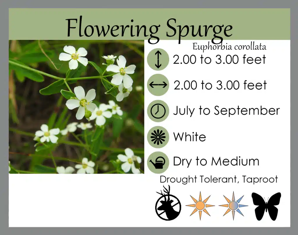 flowering spurge info flowering spurge info