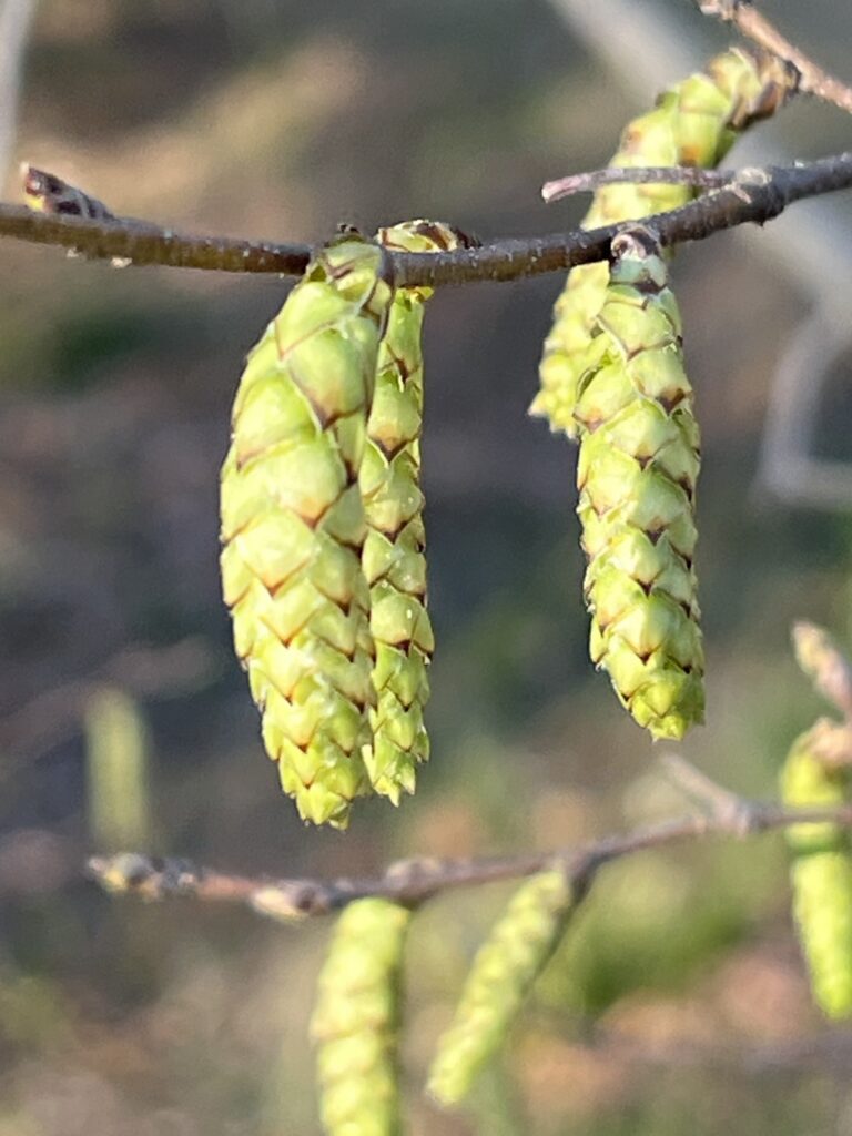hornbeam catkins hornbeam catkins