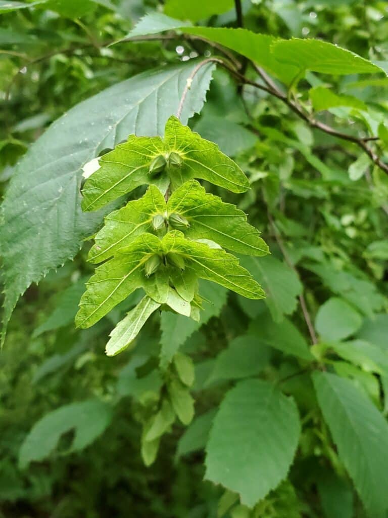 hornbeam nuts hornbeam nuts