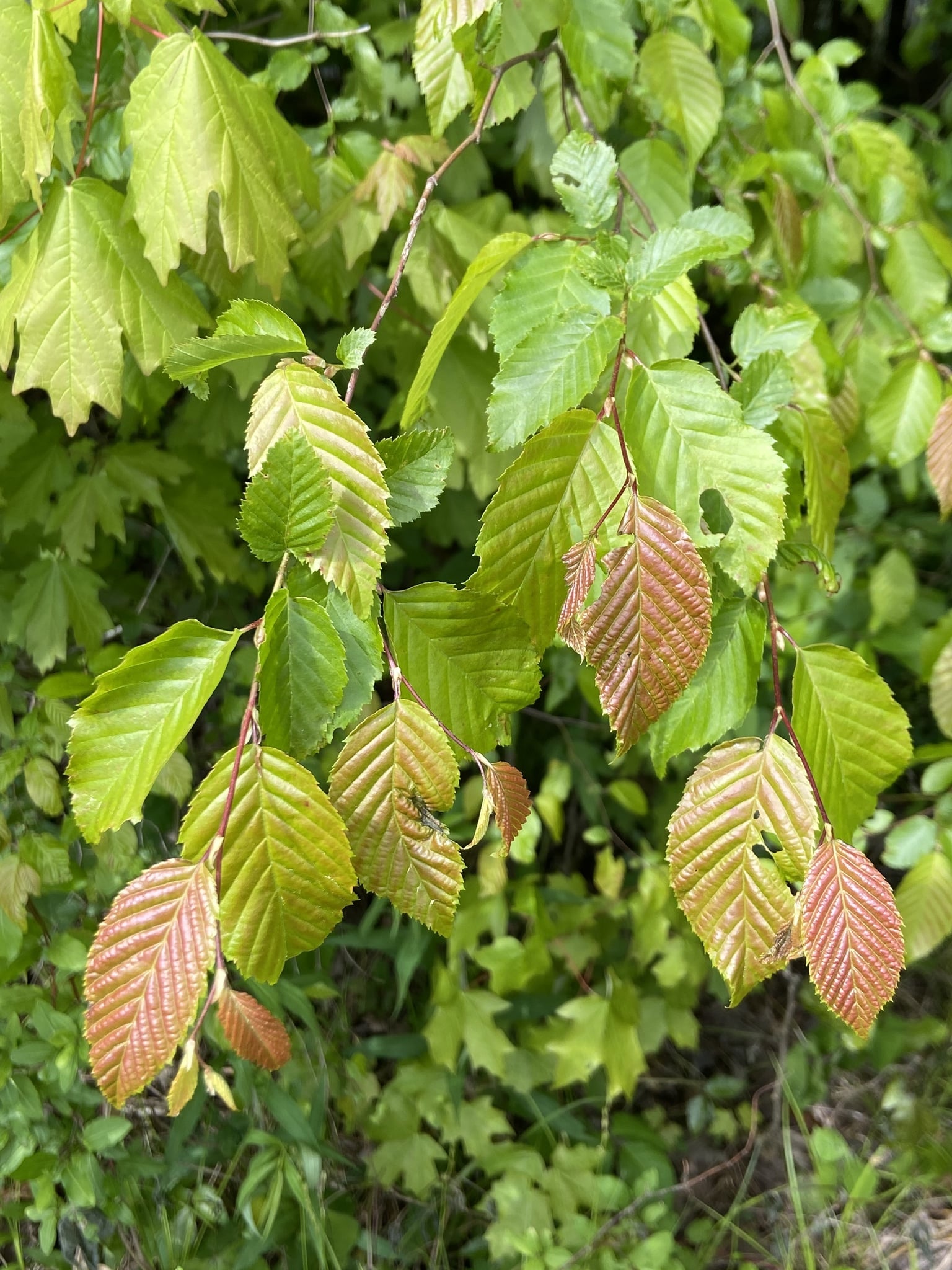 hornbeam1 hornbeam1