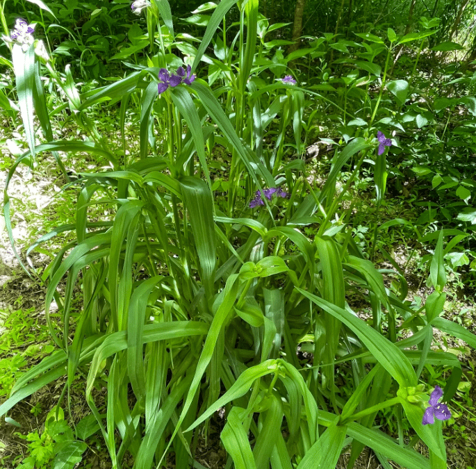 Maryland Native Plants: Tradescantia virginiana – Virginia Spiderwort