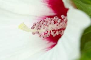 Hibiscus photo 2 Hibiscus photo 2